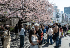นักท่องเที่ยวชมซากุระที่สวนอูเอโนะ ในกรุงโตเกียว ประเทศญี่ปุ่น