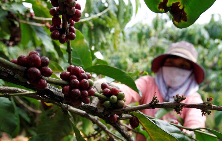 Coffee_Vietnam ไร่กาแฟเวียดนาม
