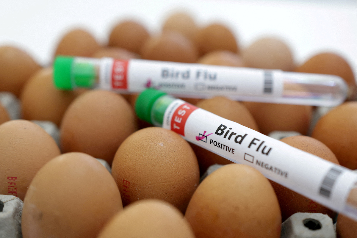 ออสเตรเลียพบคนติดไข้หวัดนก H5N1 รายแรก สหรัฐเร่งสั่งระงับนำเข้าสัตว์ปีก
