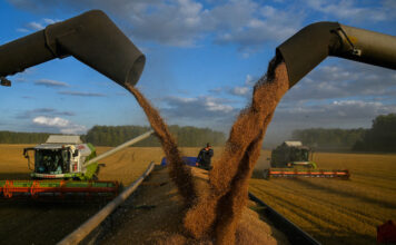 การเก็บเกี่ยวข้าวสาลีในแคว้นออมสค์ (Omsk) ประเทศรัสเซีย