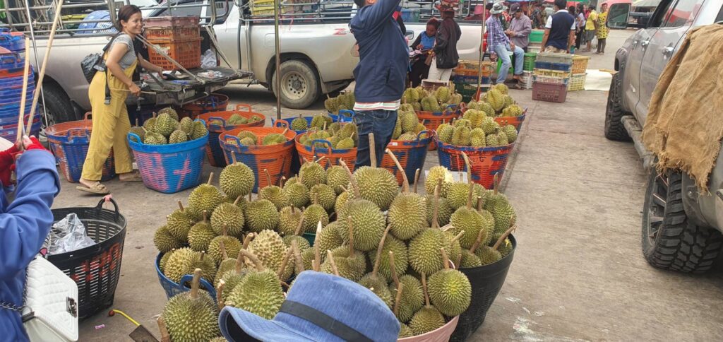 ตรวจสอบทุเรียน