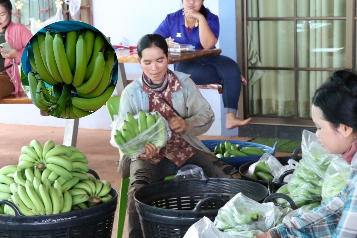 รู้จัก ‘แปลงใหญ่กล้วยหอมทองสุขไพบูลย์ โคราช’ ส่งออกญี่ปุ่นกวาด 100 ล้านในปีเดียว