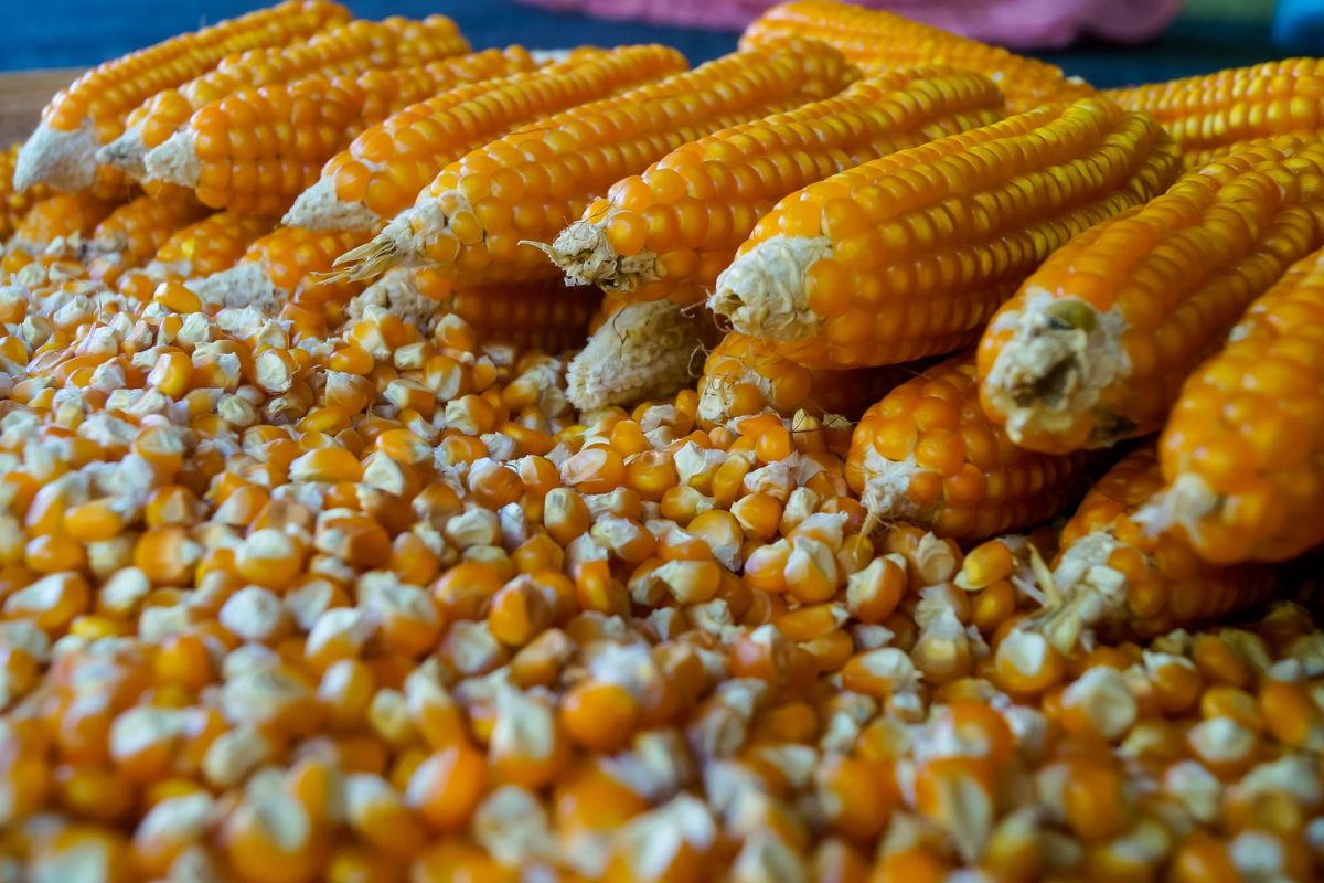 เกษตรฯ รับข้อเสนอชาวไร่ข้าวโพด หวั่นนำเข้า GMO กระทบราคา-อาชีพเกษตรกร