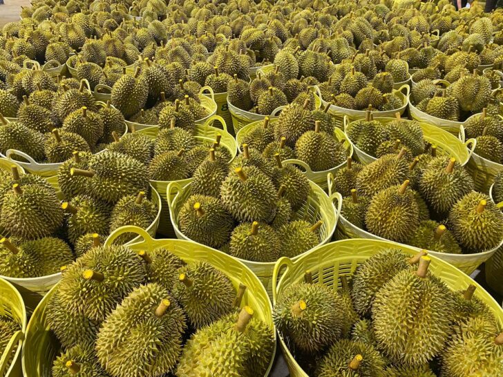 IMG_6788_durian