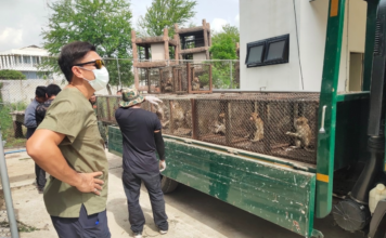 Monkey Lopburi