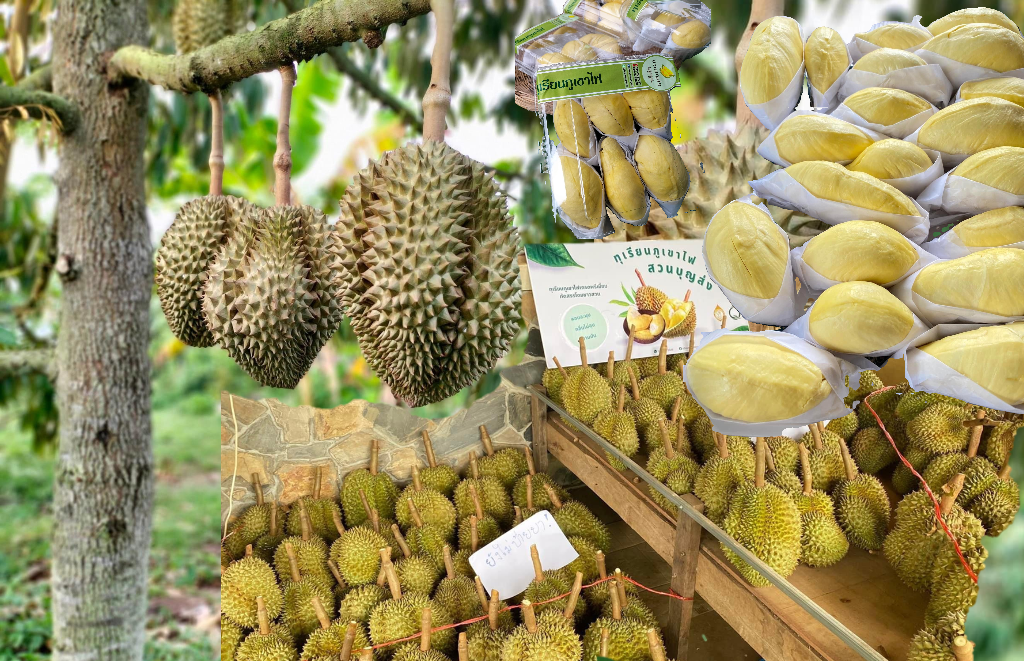 ทุเรียนภูเขาไฟ ศรีสะเกษ ยอดจองล่วงหน้าคึกคัก ร้อนแล้งผลผลิตลด 50%