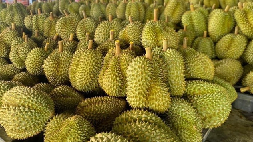 ทุเรียน