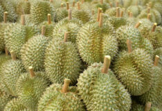 durian ทุเรียนจันท์ หนุ่มเมืองจันท์ ตุ้มสรกล