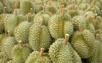 durian ทุเรียนจันท์ หนุ่มเมืองจันท์ ตุ้มสรกล
