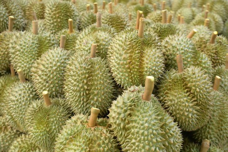 durian durian ทุเรียนจันท์ หนุ่มเมืองจันท์ ตุ้มสรกล