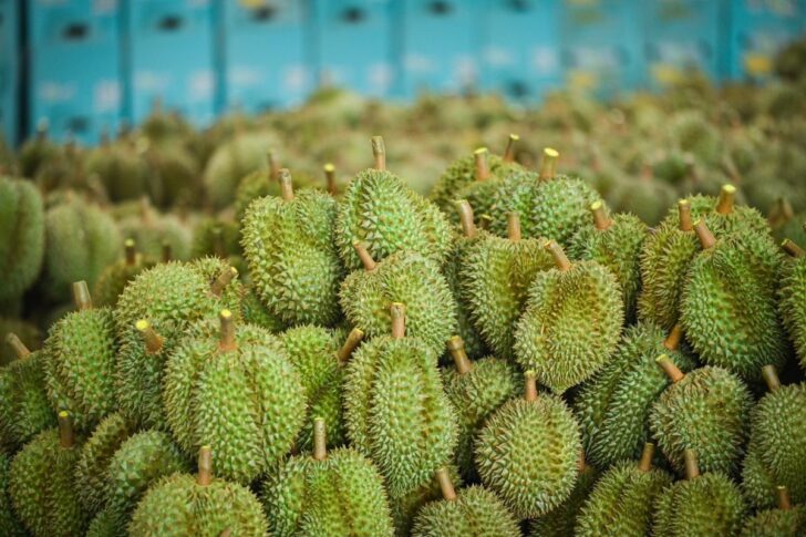 durian ทุเรียน