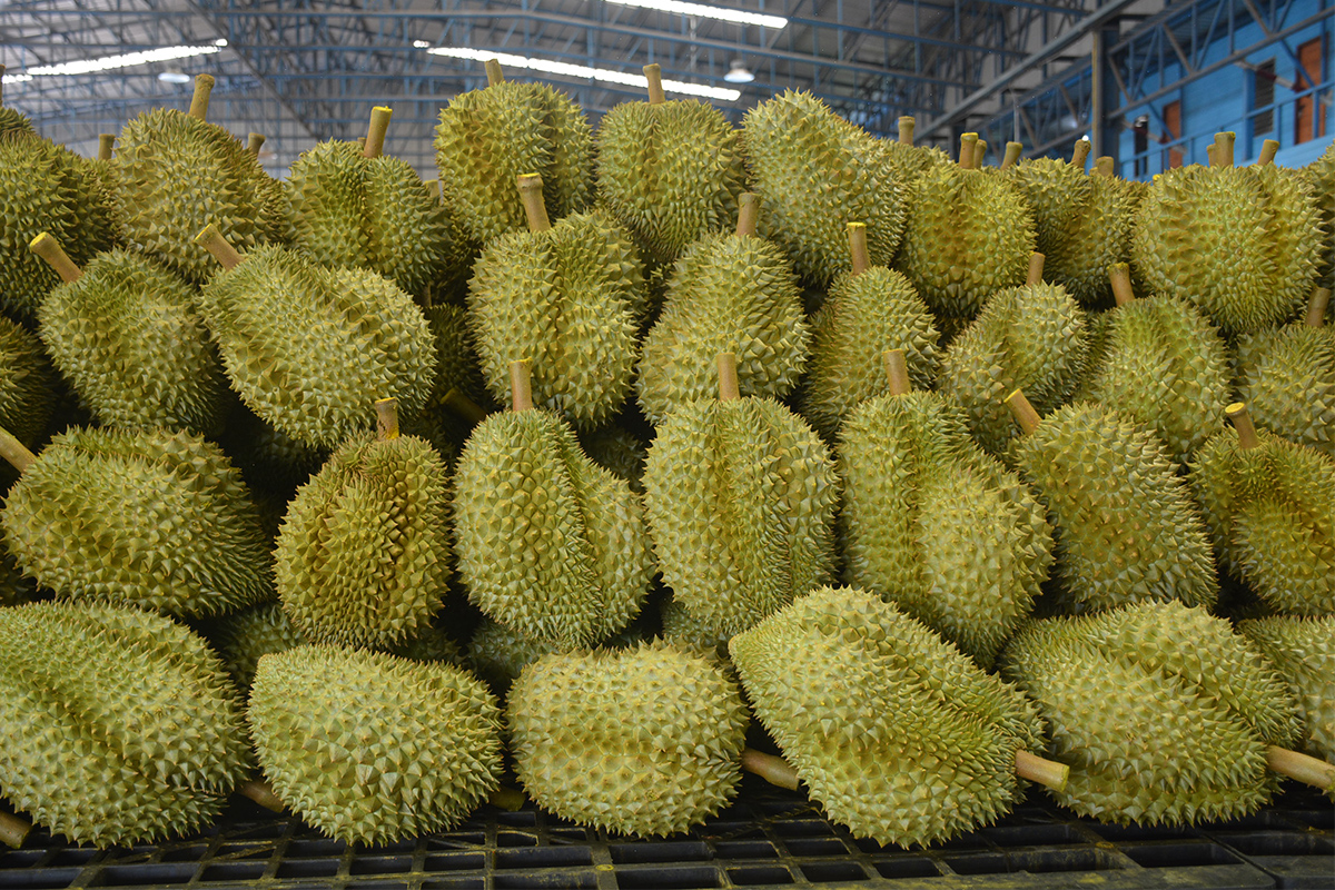 ดัชนีทุเรียนไทยดิ่ง แพ้เวียดนามทุบเศรษฐกิจวูบแสนล้าน