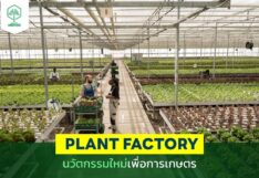 Plant Factory นวัตกรรมใหม่เพื่อการเกษตร