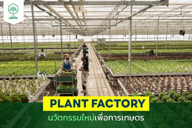 Plant Factory นวัตกรรมใหม่เพื่อการเกษตร