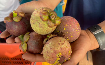 mangosteen