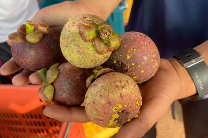 mangosteen mangosteen