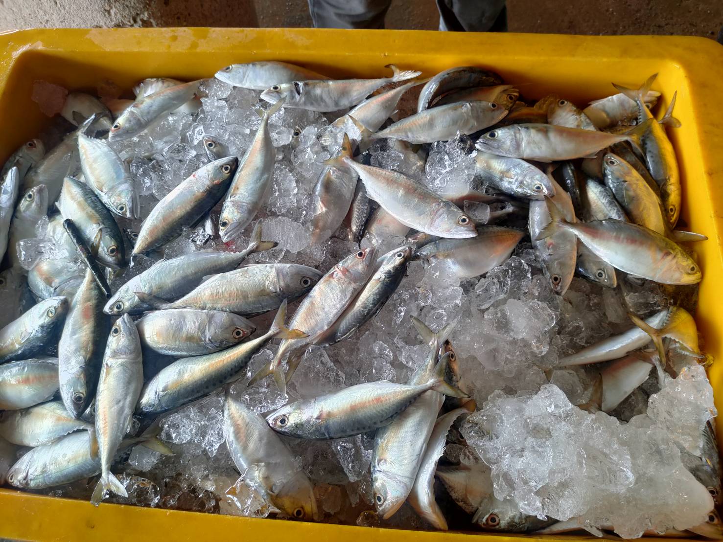 เรือประมงเมียนมา ขน ปลาทูลัง-ปลาสีกุน กว่า 4 ตัน ลักลอบเข้าไทยที่ จ.ระนอง