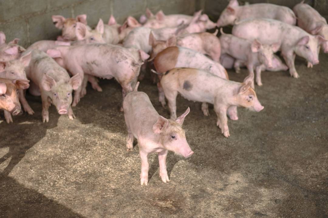 พรุ่งนี้ (14 มิ.ย. 67) ผู้เลี้ยงหมู จ.ราชบุรี ตบเท้ายื่นหนังสือขอพาณิชย์ช่วยต้นทุน