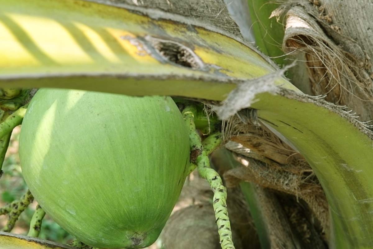 dried coconut
