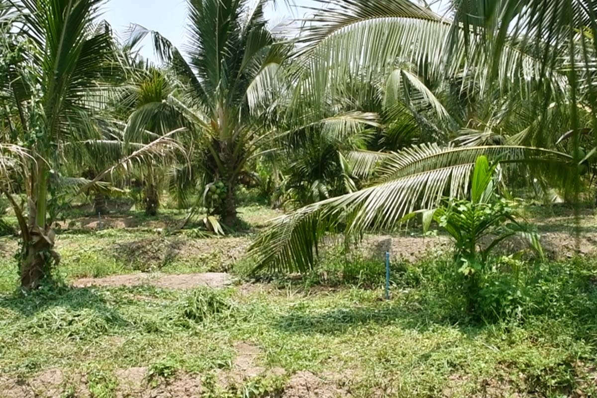 dried coconut
