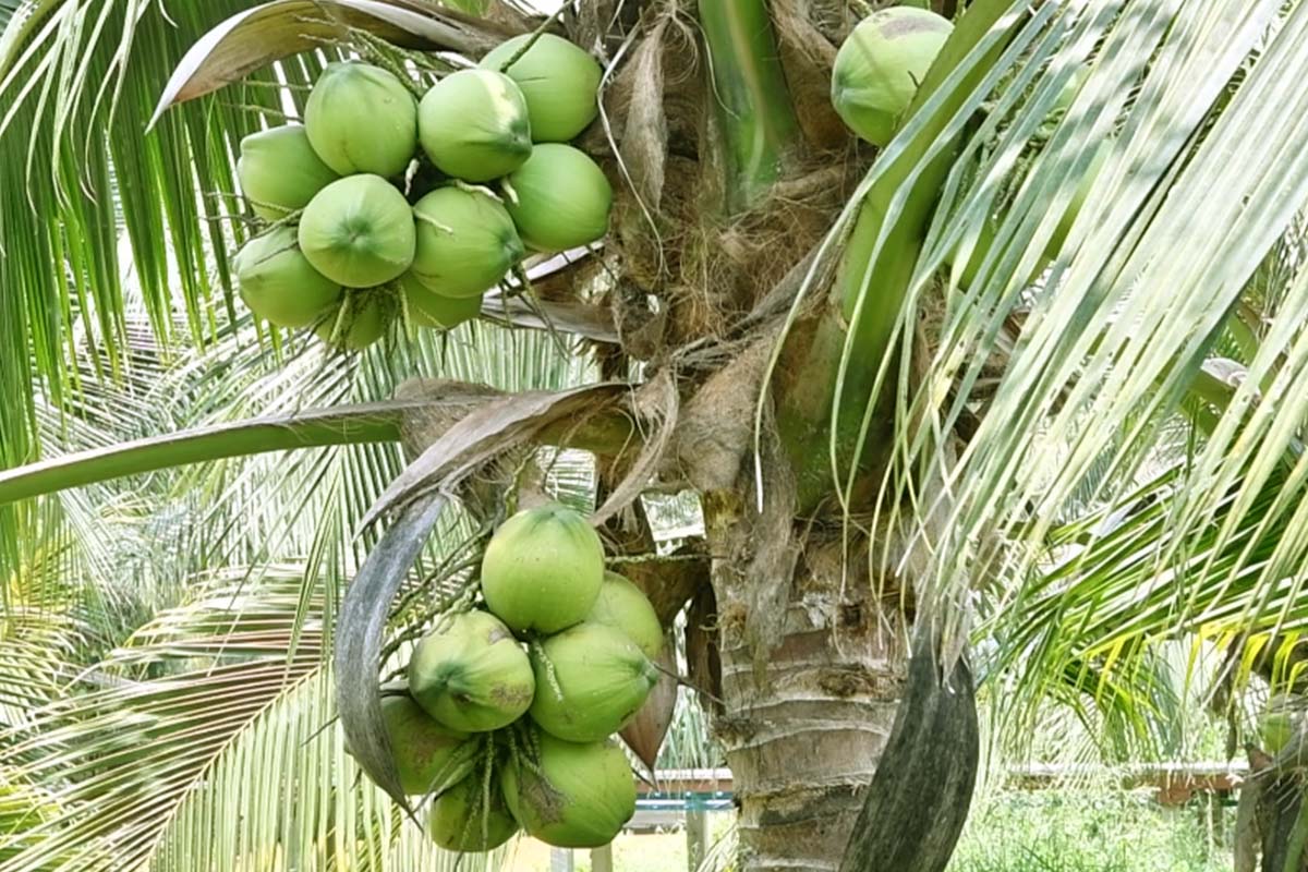 dried coconut