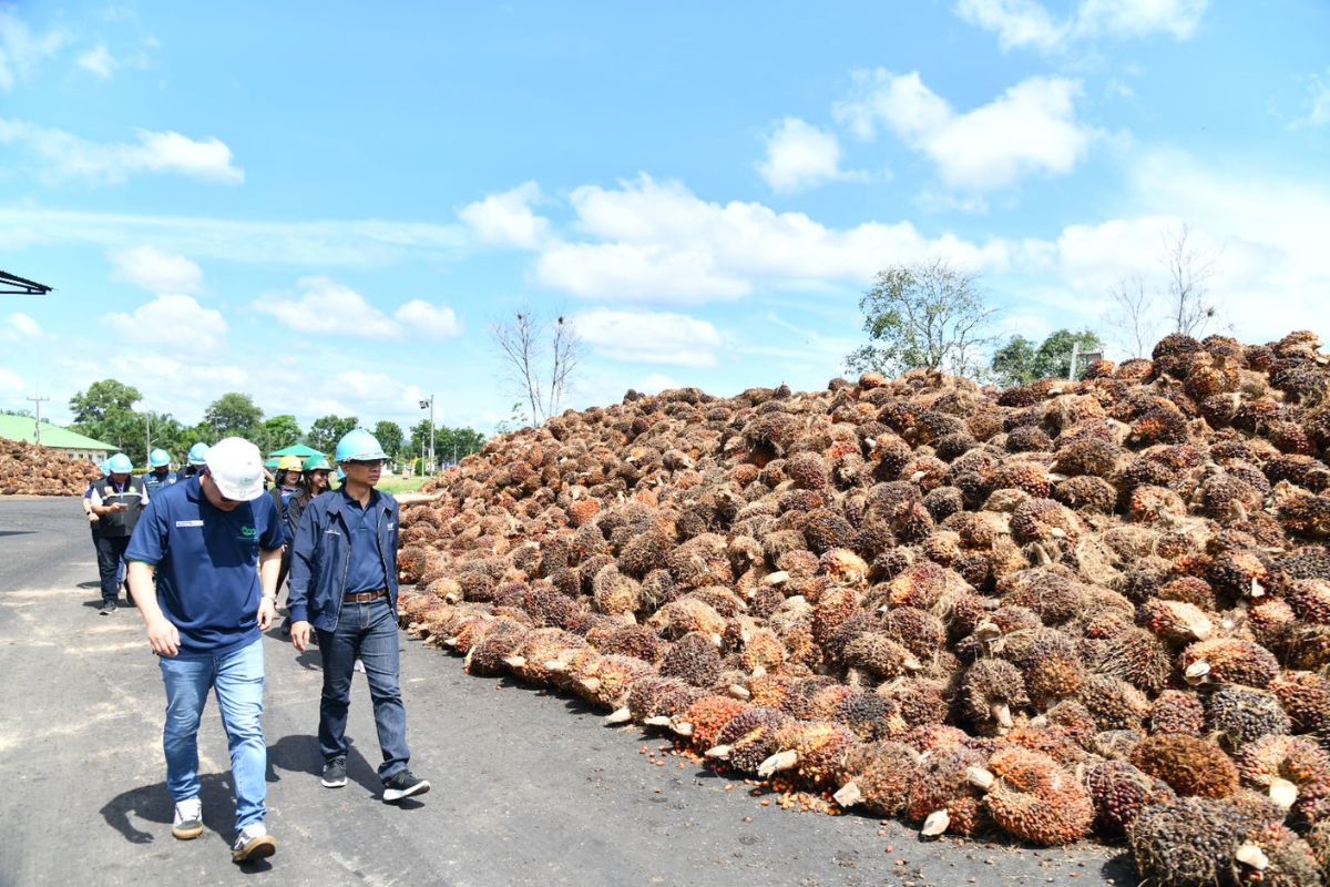 พาณิชย์เข้มส่งสายตรวจเช็กการรับซื้อปาล์มน้ำมัน ยืนยันยังปกติ