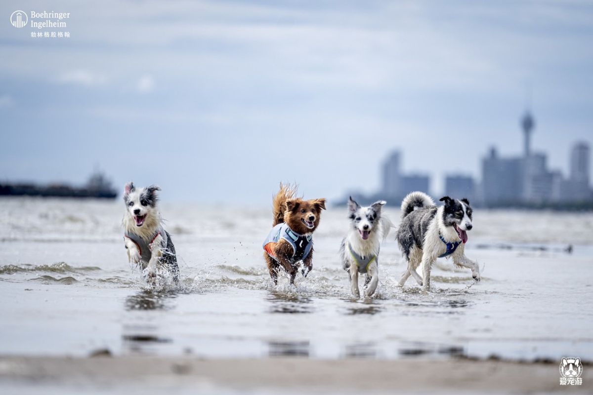 ททท. ผนึก Pet Travel เอาใจกลุ่ม Dog Lover เช่าเครื่องเหมาลำพาทัวร์ไทยพร้อมสุนัขตัวโปรด