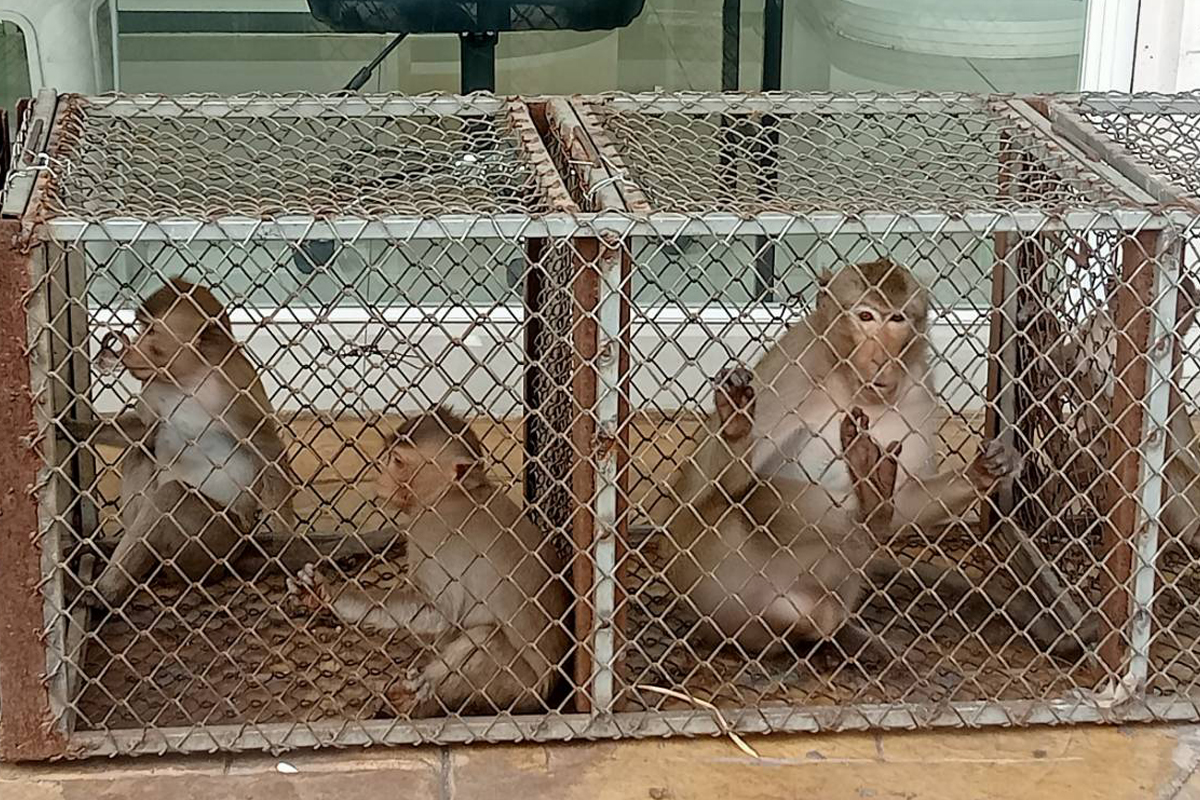 MONKEY