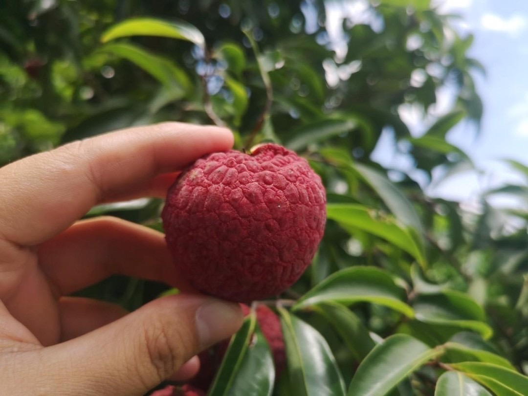 “ลิ้นจี่จักรพรรดิฝาง” ขึ้นทะเบียนสินค้า GI ตัวใหม่ ของจังหวัดเชียงใหม่
