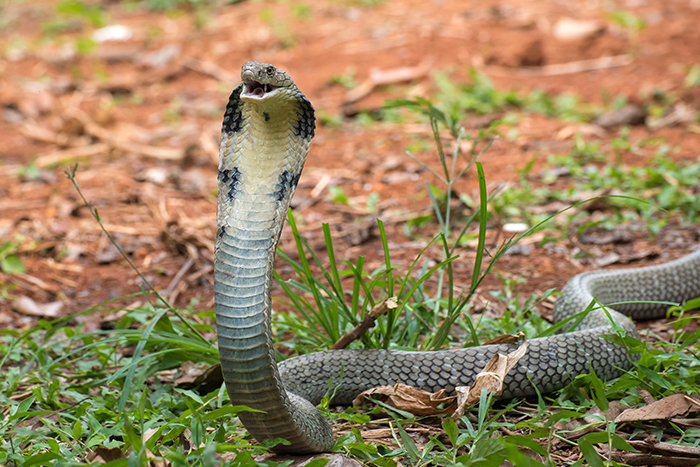 แก้ปัญหาระวังเจอ ‘Cobra Effect’
