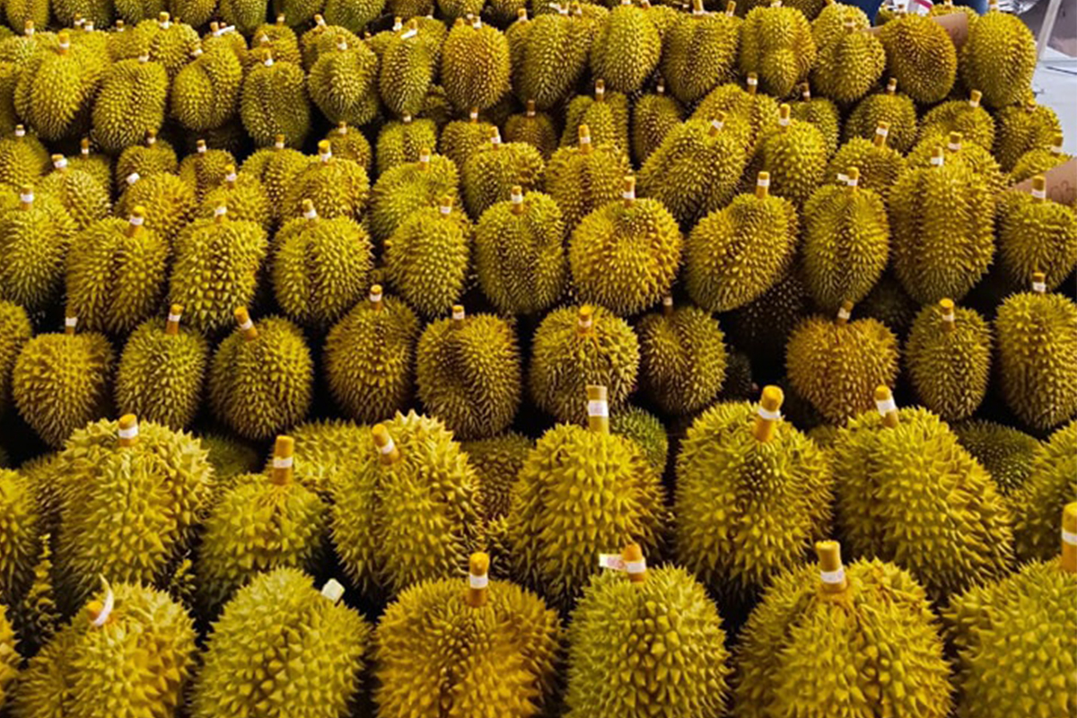 ทุเรียน