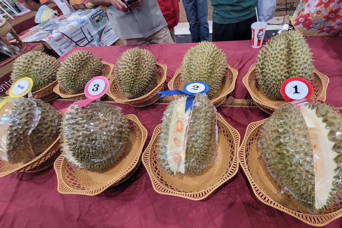 กลุ่มคลัสเตอร์ผลไม้แห่งขุนเขา จัดประกวดทุเรียนของดีเมืองพิษณุโลก
