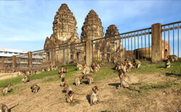ลิง ลพบุรี