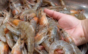 กุ้ง