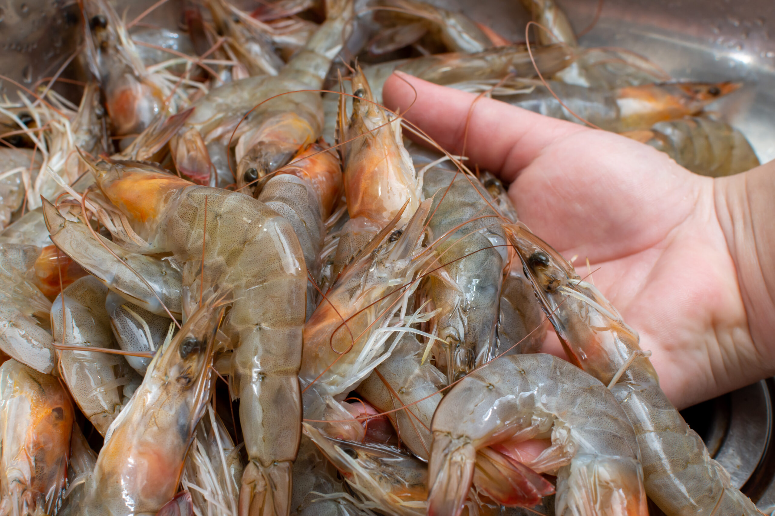 กุ้งไทยสูญ 5.5 แสนล้าน เหตุโรคระบาดฉุด จ่อของบฯ 2 พันล้าน แก้ทั้งระบบ