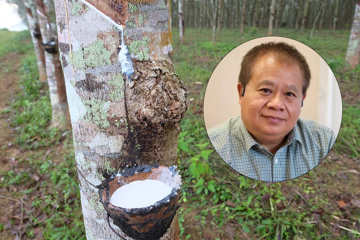 ‘น้ำมันยางพารา’ กยท. ลุยแปลงยางตกเกรดสร้างมูลค่าสู่น้ำมันเขียว