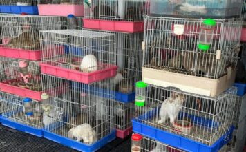 ดเหตุเพลิงไหม้ภายในตลาดศรีสมรัตน์ หรือตลาดปลาจตุจักร