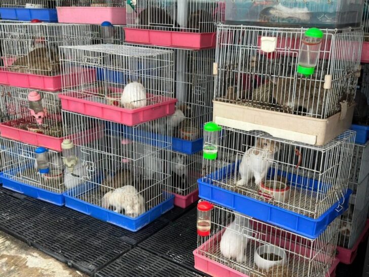 จตุจักร5-1024x768 ดเหตุเพลิงไหม้ภายในตลาดศรีสมรัตน์ หรือตลาดปลาจตุจักร
