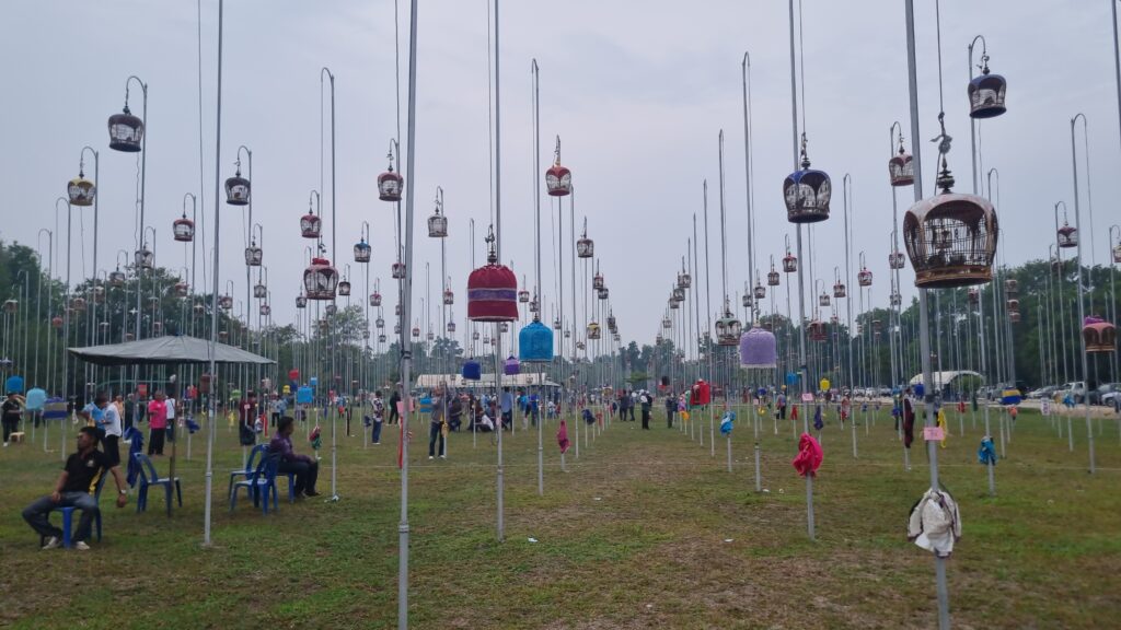 นกเขาชวาเสียง