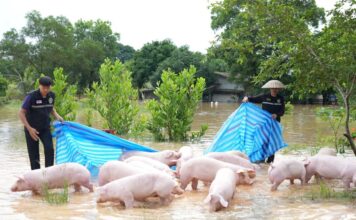 กรมปศุสัตว์ ระดมช่วยเกษตรกรขนย้ายหมู-ไก่ เกือบ 40,000 ตัวหนีน้ำท่วมที่ จ.ตราด
