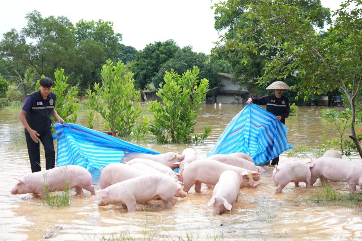 กรมปศุสัตว์ ระดมช่วยเกษตรกรขนย้ายหมู-ไก่ เกือบ 40,000 ตัวหนีน้ำท่วมที่ จ.ตราด