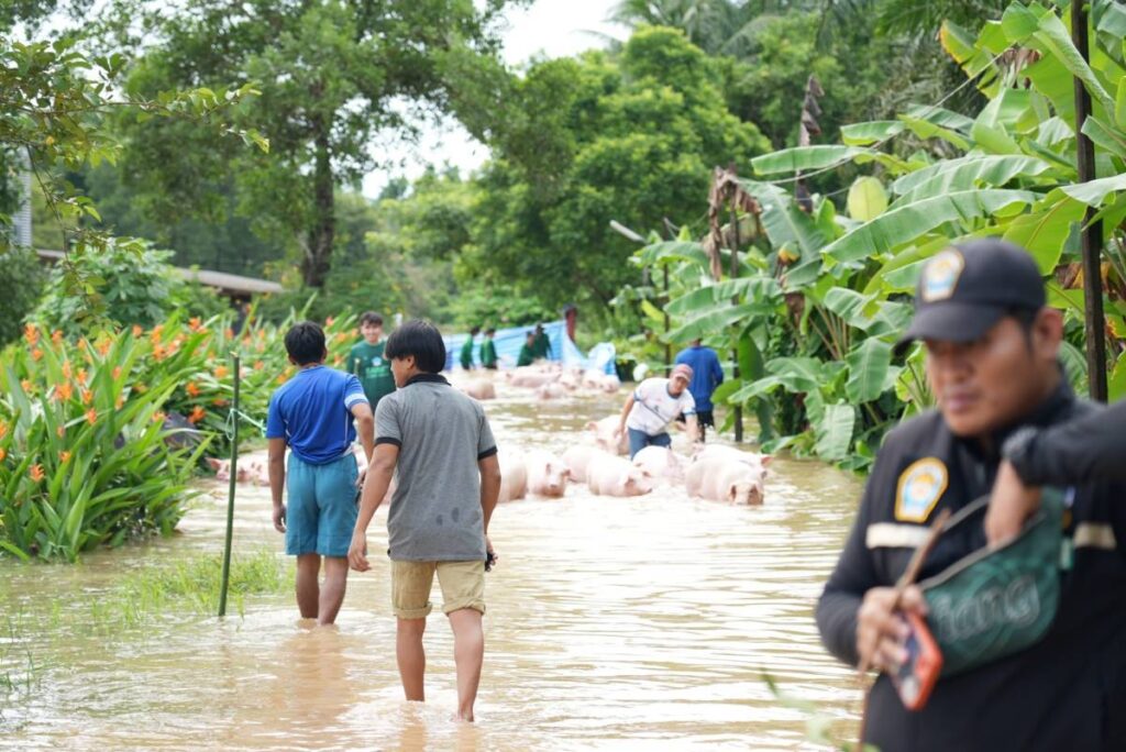 กรมปศุสัตว์ ระดมช่วยเกษตรกรขนย้ายหมูถูกน้ำท่วมที่จ.ตราด