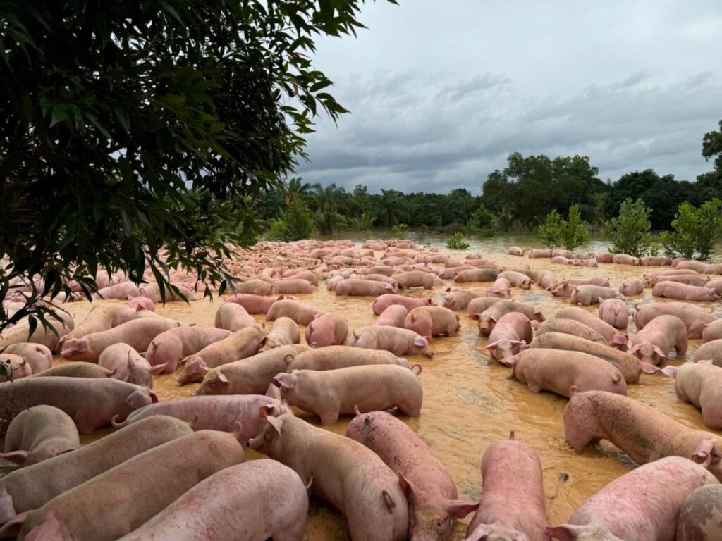 กรมปศุสัตว์ช่วยหมูถูกน้ำท่วมที่จังหวัดตราด