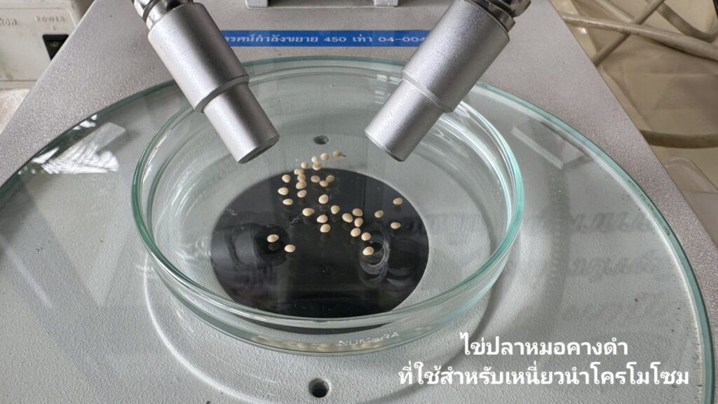 ปลาหมอคางดำ