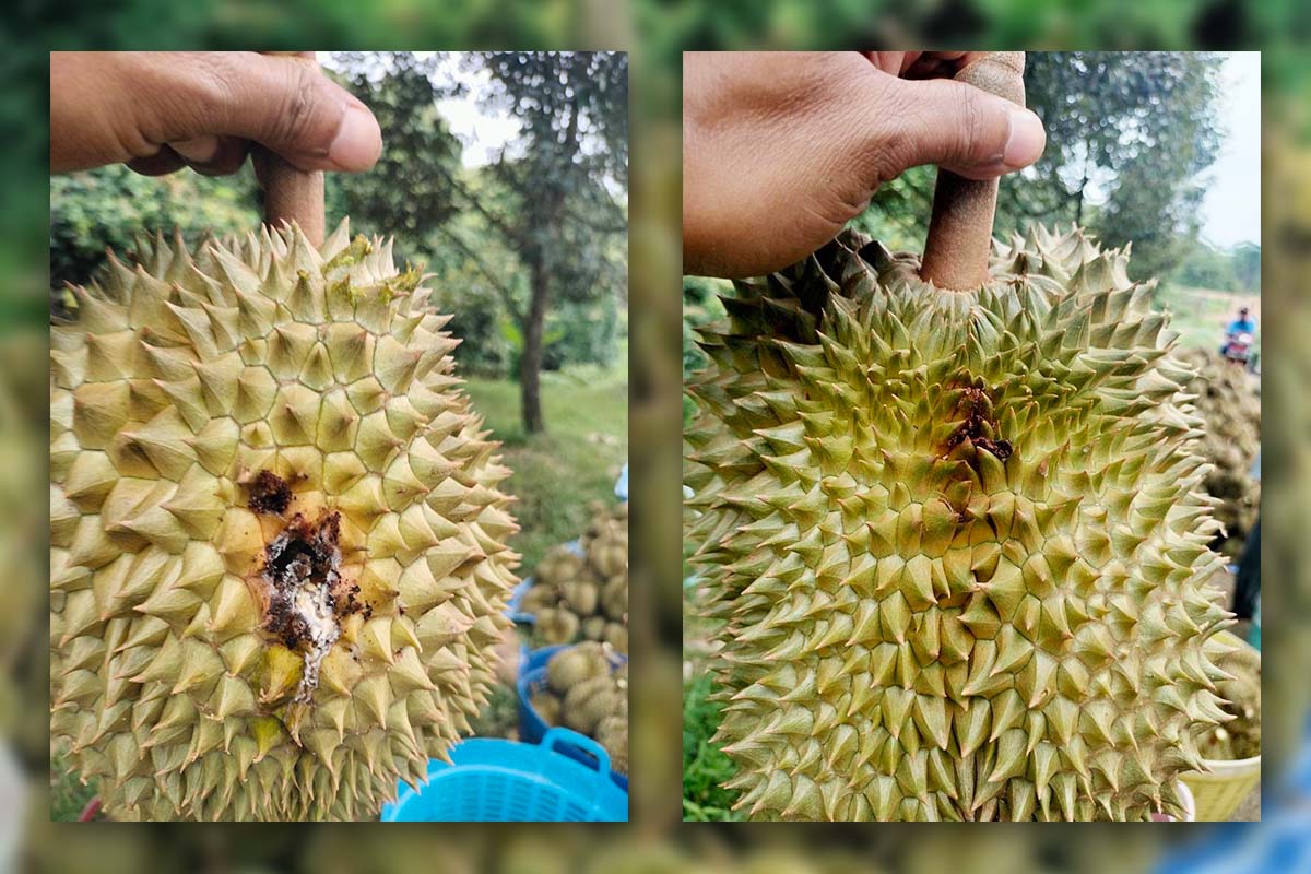 Durian_borer