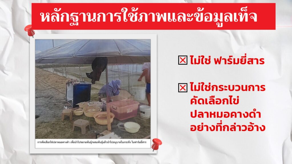 ซีพีเอฟงัดหลักฐาน 3 ภาพ-ข้อความเท็จ บิดเบือนกรณีปลาหมอคางดำ 