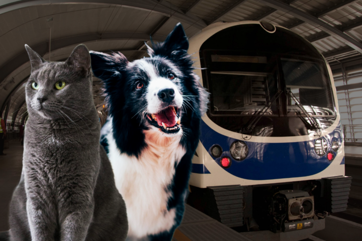 Airport Rail Link Pet Travel Service แอร์พอร์ตลิงก์ Airport Rail Link Pet Travel Service แอร์พอร์ตลิงก์