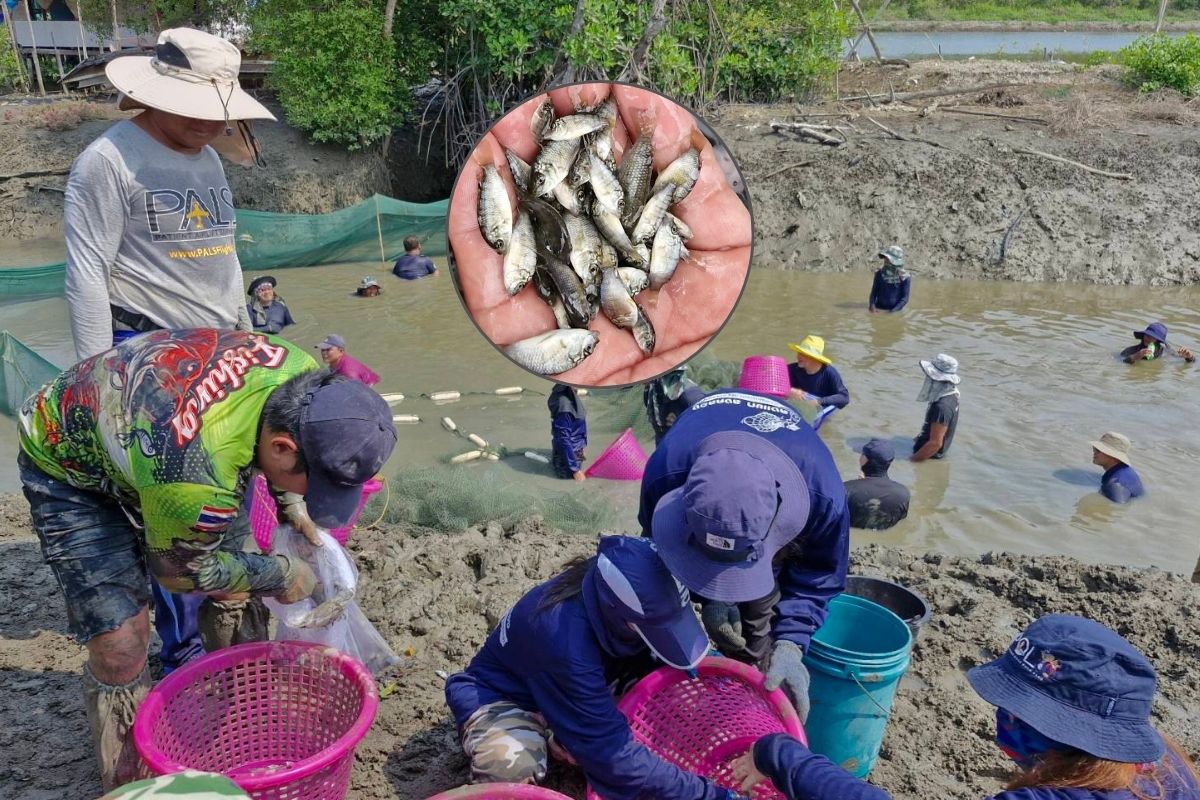ปราบปลาหมอสีคางดำ ให้ถูกทางตัดวงจรชีวิตตั้งแต่ต้นทาง เพิ่มมูลค่าสร้างรายได้