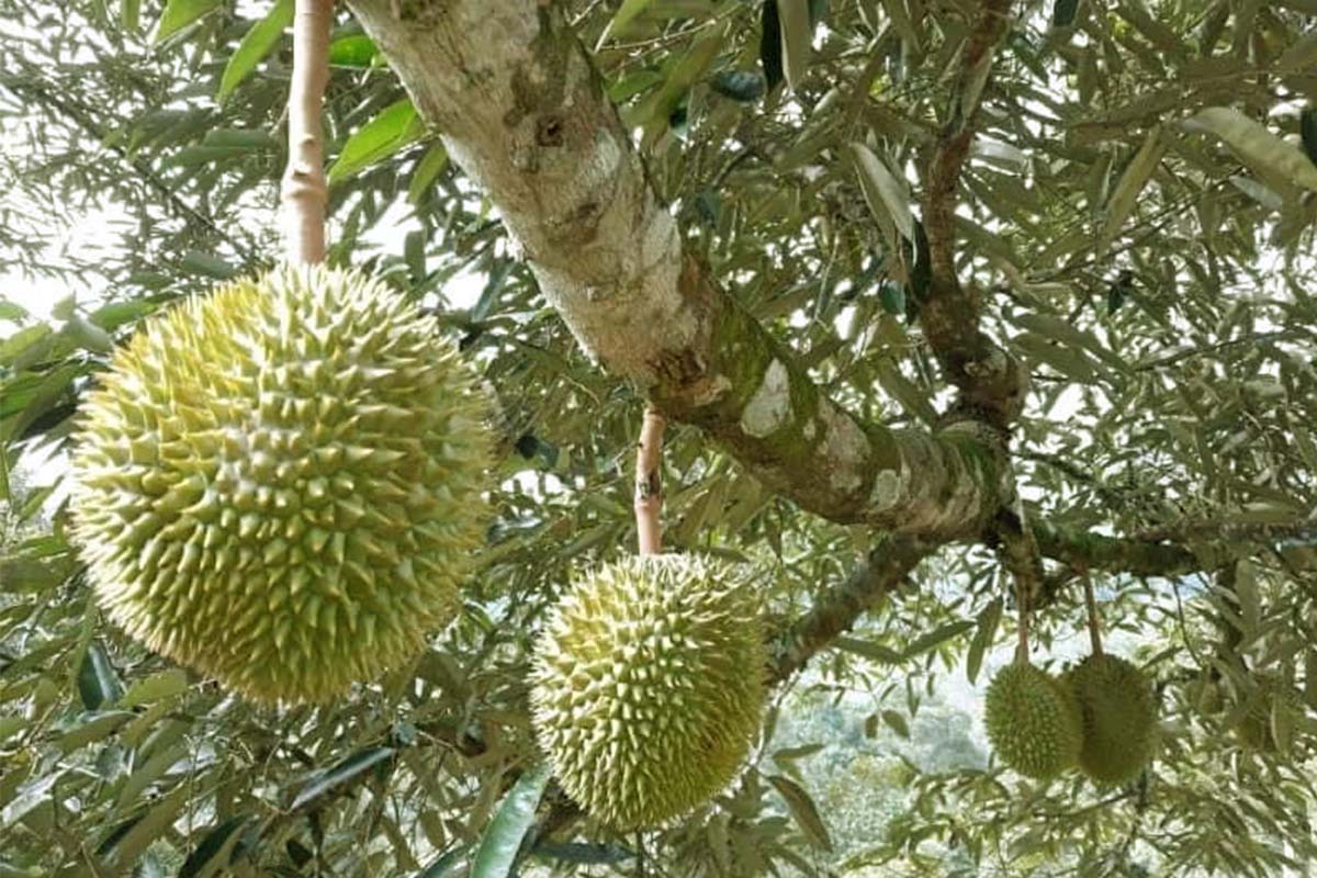 Durian crisis