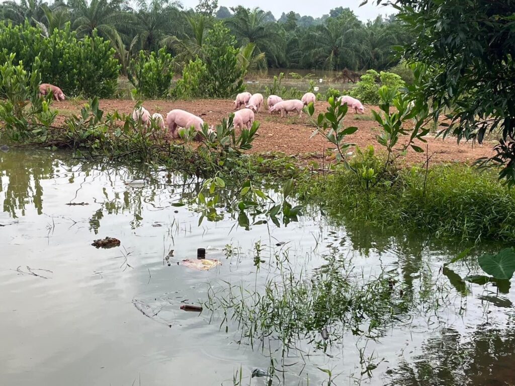 ปศุสัตว์เร่งขนย้ายหมู